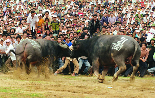 lễ hội trọi trâu lập thạch